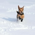 thumbnail image 6 of Dog Boots Dog Snow Boots for Winter, Dog Winter Boots Dogs with Anti-Slip Sole and Plush,Boots & Paw Protecto with Reflective Straps for Small Medium Dogs 4PCS, 6 of 6