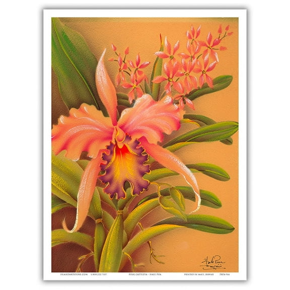 Pink Cattleya Orchid Hawaii - Vintage Hawaiian Airbrush Art by Frank Oda (Hale Pua Studio) c.1940s - Master Art Print (Unframed) 9in x 12in