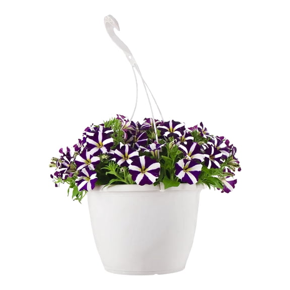 Expert Gardener 15" Purple White Petunia Live Plants in 7" Hanging Basket Full Sun