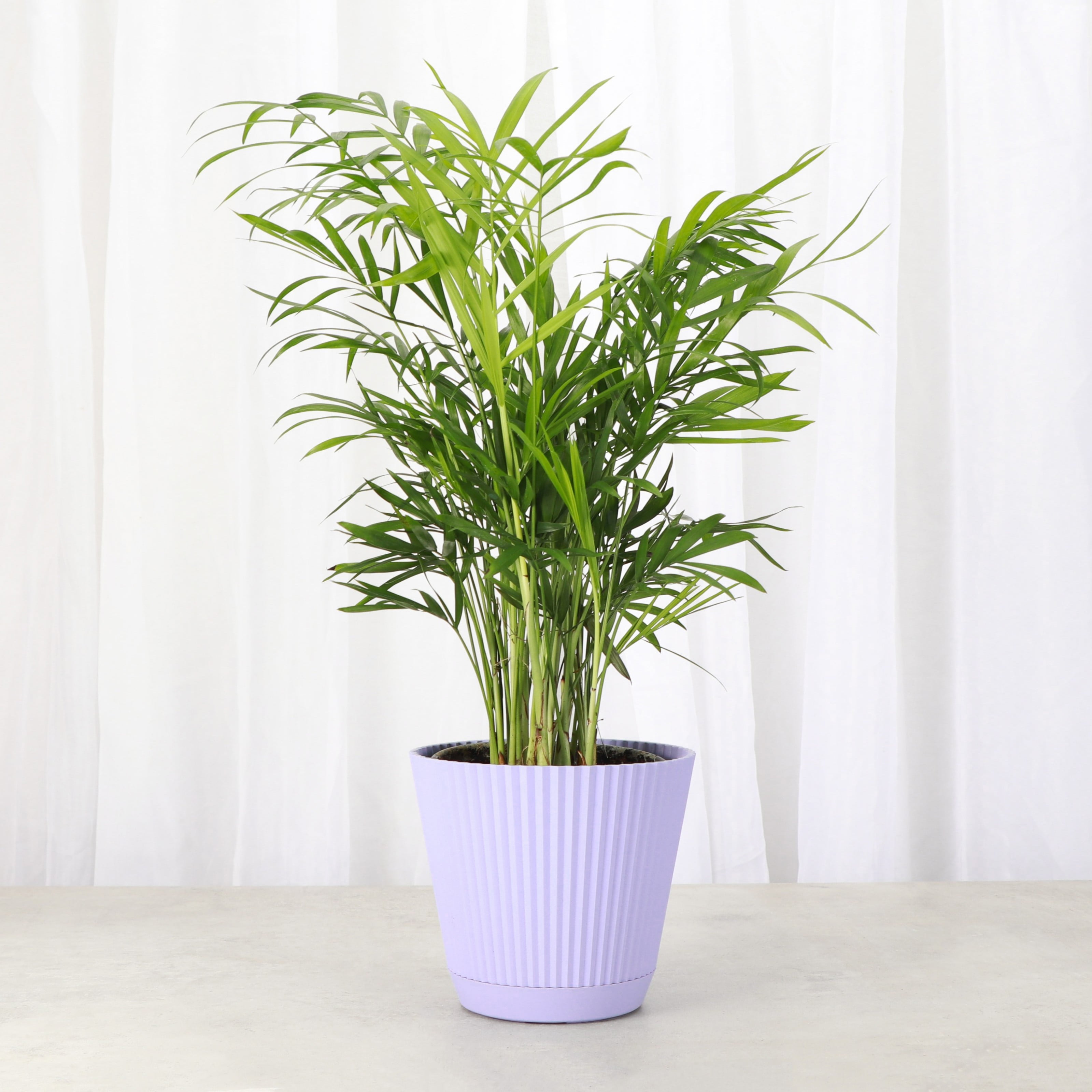 Live Parlor Palm Plant - Pet Safe - 4" Decorative Pot Cover - Thorsen's Greenhouse