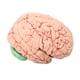 thumbnail image 5 of Modelo de cerebro humano de 8 piezas, modelo anatómico desmontable para aulas de ciencias, estudios y enseñanza., 5 of 14