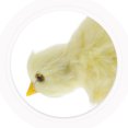 thumbnail image 2 of KAKOWELY 2pcs Artificial Simulation Chick Model Easter Chick Plush Toy Lifelike Stuffed Little Chick Plaything,4.13X"X2.95"X2.36", 2 of 4