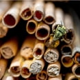 thumbnail image 4 of 50Pcs Mason Bee Tubes Reed Bee Tubes Replacement Natural Reed Bee Tubes Bees Nesting Tubes, 4 of 4