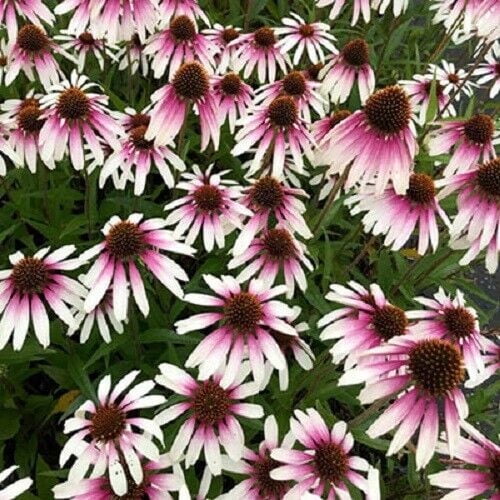 50 Pretty Parasols Coneflower Seeds – Echinacea Purpurea Perennial Flower Seeds for Garden, USA