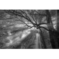thumbnail image 2 of Oldford, Tim 24x17 White Modern Wood Framed Museum Art Print Titled - Forest Fog, 2 of 4