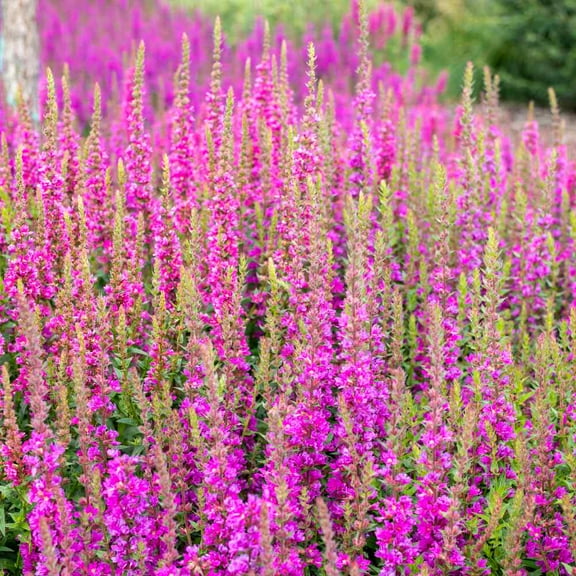 Outsidepride Salvia Pink Sunday - 2000 Seeds
