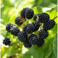 thumbnail image 5 of Set 2 Ouachita Blackberry Plants Live for Planting, Blackberries Plants Fruit Bushes Outdoor Garden 4 to 6 Inch Tall, 5 of 6