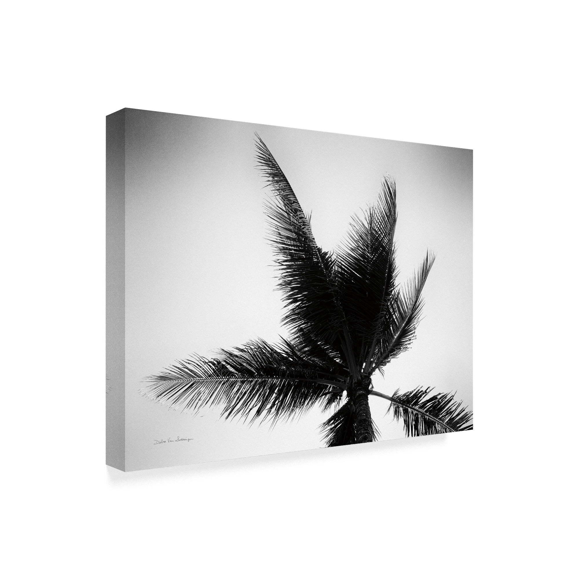 Trademark Fine Art 'Palm Tree Looking Up IV' Canvas Art by Debra Van Swearingen