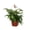 1 Plant, variant on Bronze Venus Fern - Live Plant in a 4 Inch Grower's Pot - Adiantum Hispidulum - Exotic Textured Foliage for Your Home Office Or Garden Space