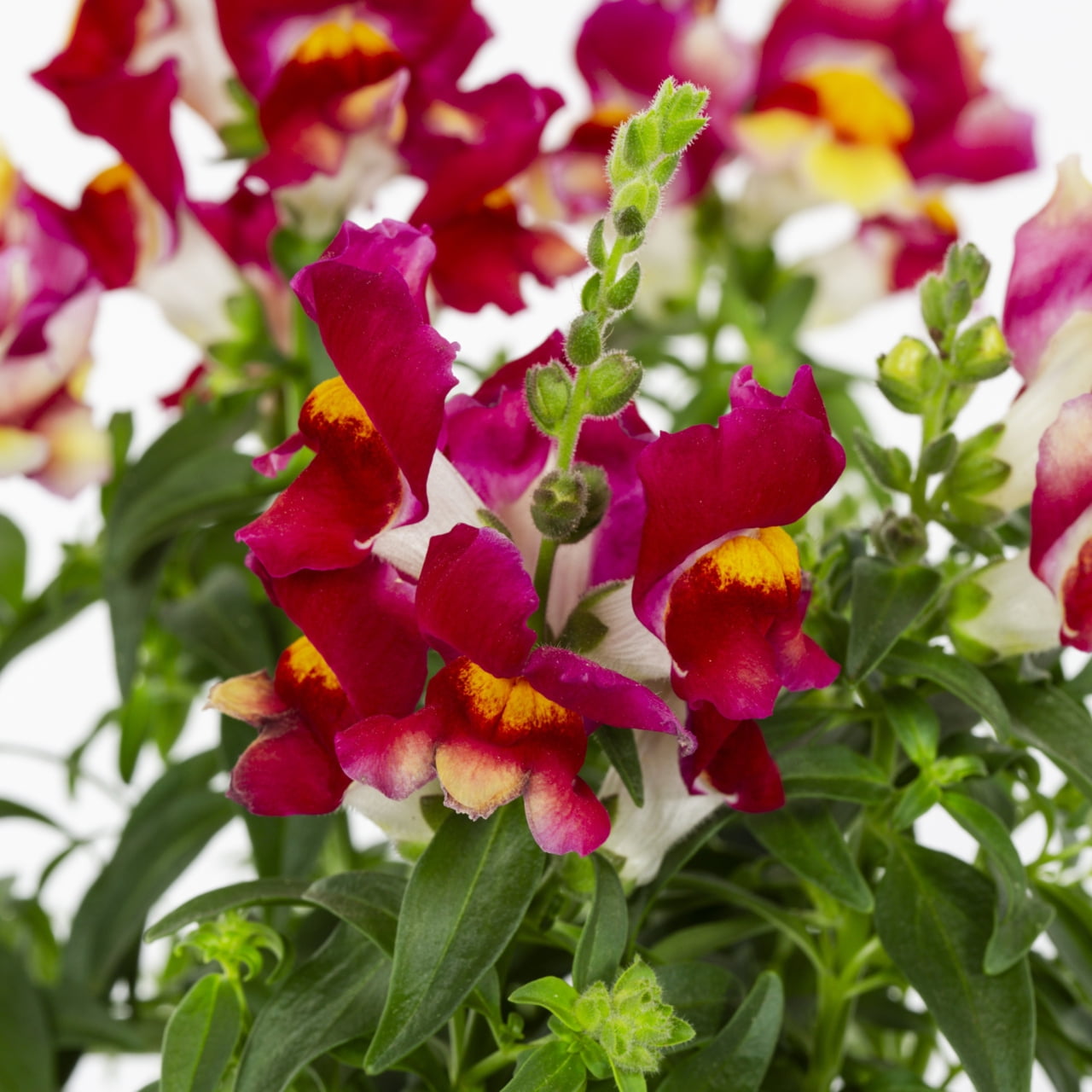Expert Gardener 1PT Red Yellow Snapdragon Live Annual Plant Sun 6-Pack