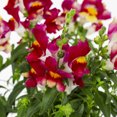 thumbnail image 6 of Expert Gardener 1PT Multicolor Snapdragon Live Annual Plant Sun, 6 of 10