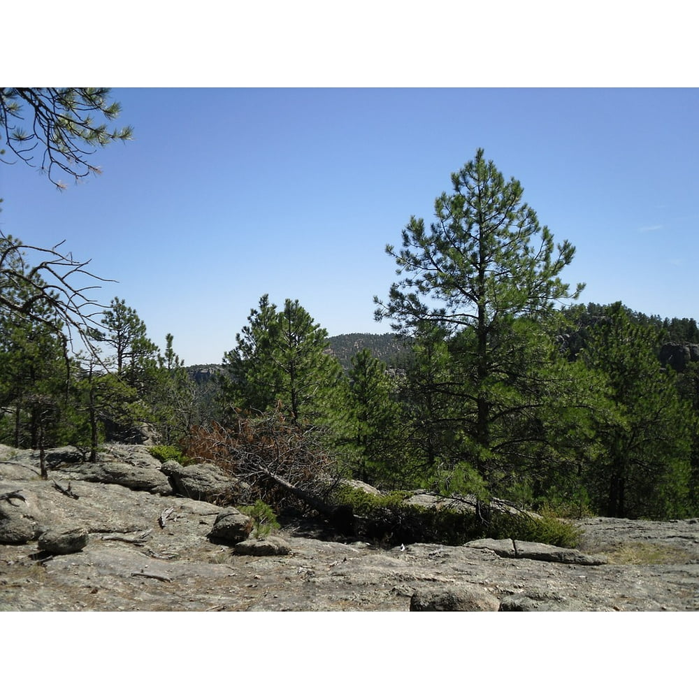 Black Elk Wilderness Black Hills Backpacking-20 Inch By 30 Inch ... - DDe5fa93 5c18 45bb Aebf 409ca39140e5 1.063fa9061aDbfDf584Dc3e8e8fc51f6a