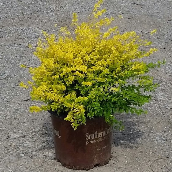 Sunshine Ligustrum (3 Gallon) Evergreen Shrub with Bright Yellow