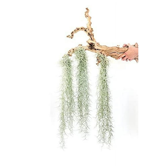 Thick Colombian Spanish Moss Live Strands with Wire Hook - Live Tillandsia Succulent House Plants - Home and Garden Decor - Easy Care Indoor and Outdoor Plants