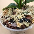 thumbnail image 3 of Yilotuce 1.1 lb Sphagnum Moss for Plants, Carefully Selected Clean Sphagnum Mos for Rooting Plants, 3 of 4