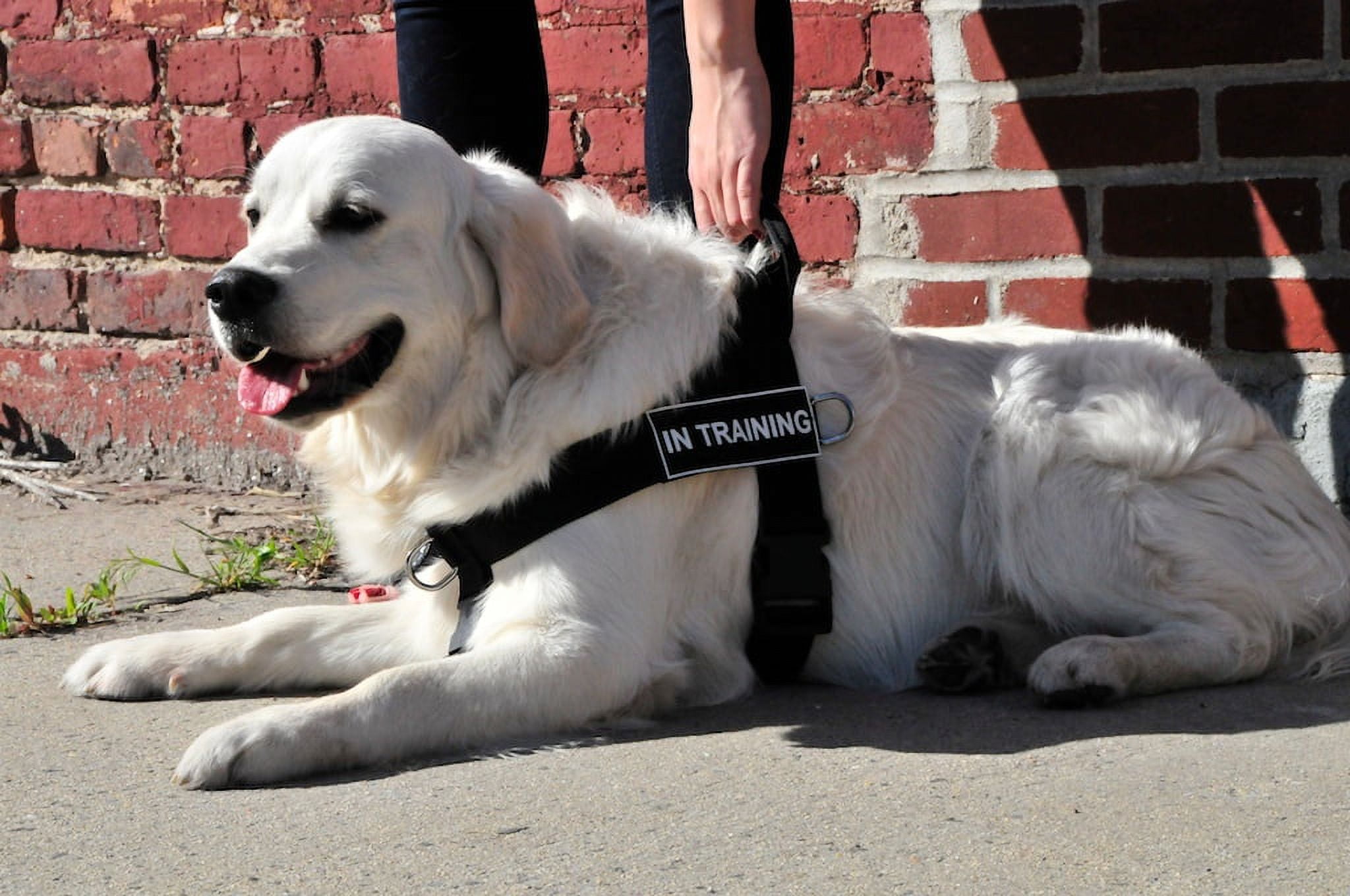 Dean & Tyler No Pull Dog Harness DT Universal No Pull X-Small Stops Leash Pulling