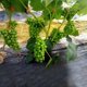 thumbnail image 2 of Herramienta para atar plantas, herramienta para atar uvas, frambuesas, tomates y, 2 of 7