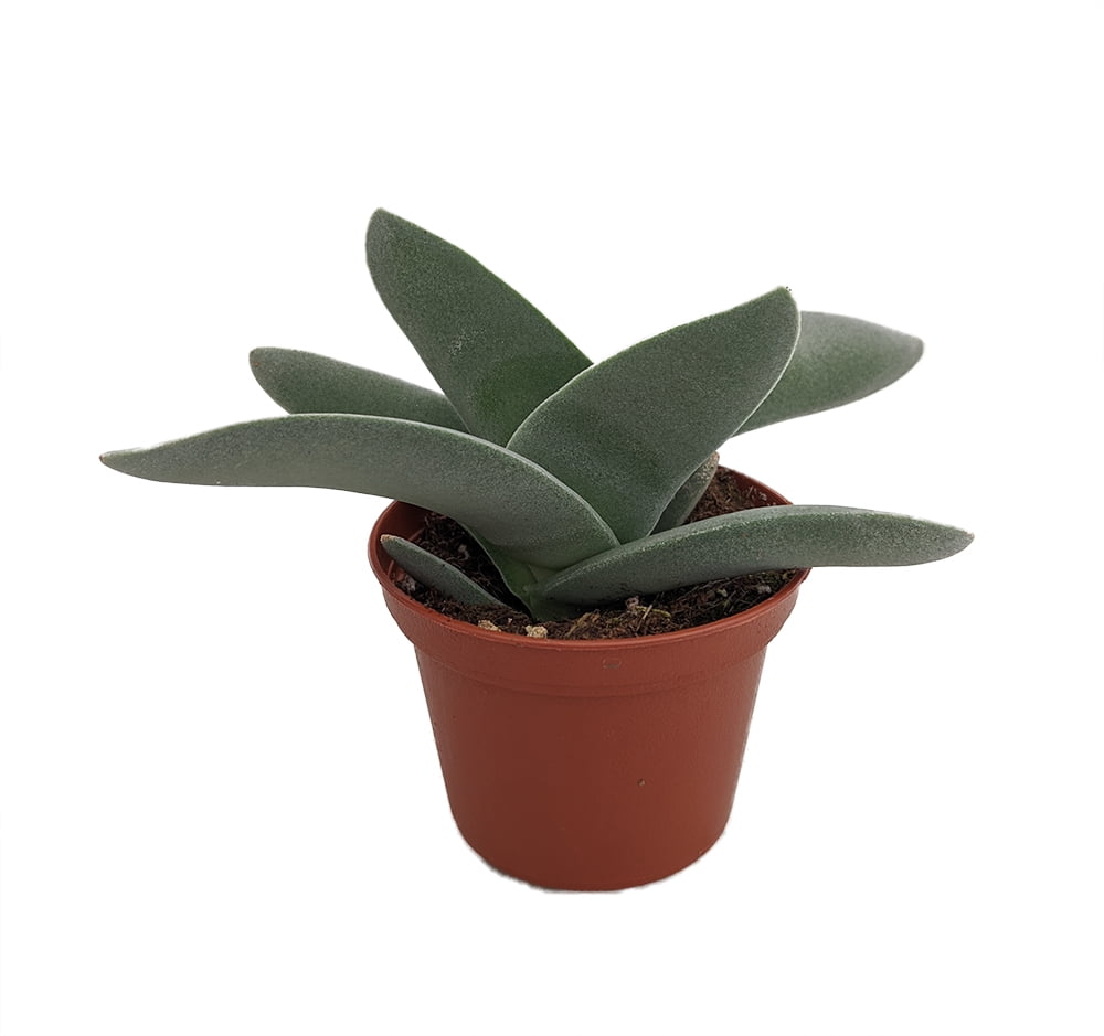 Propeller Plant Crassula falcata 2.5" Pot Easy to Grow Succulent