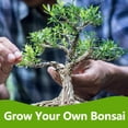 thumbnail image 6 of Bonsai Tree Kit, Bonsai Starter Kit with Seeds & Tools, Tree Live Plants Indoor, Gardening Gifts for Women Men Mom Father Plant Lover, Birthday Thanksgiving, 6 of 12