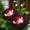 D, variant on Premium Perennial - Hybrid Bare Root Rose - Low Maintenance - Ideal for Garden Borders, Plant Hangers