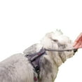 thumbnail image 3 of Halti Harnais d'Anatomie pour Chien, 3 of 3