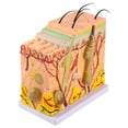 thumbnail image 3 of Modelo de piel de laboratorio NikouMX Modelo tridimensional de anatomía de la piel humana 50X herramienta, 3 of 8