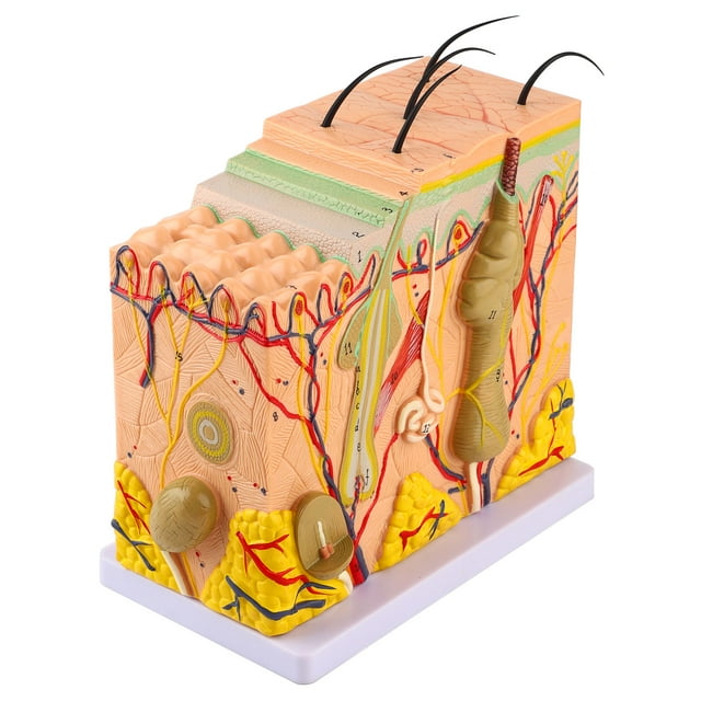 Modelo de piel de laboratorio, modelo de piel humana tridimensional 50X Modelo de anatomía de la piel Rendimiento de alta gama Jadeshay A
