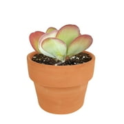 Kalanchoe Flapjacks (4"+ Clay Pot) - Paddle Plant - Kalanchoe Thyrsiflora - Tiny, Lovely, Easy to Care Succulent for Beginners - Live Healthy Succulent for Home Office