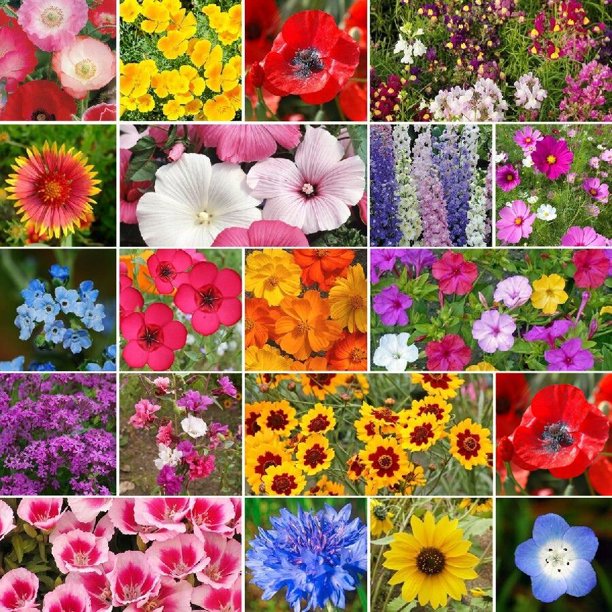 Eden Brothers All Annual Wildflower Mixed Seeds for Planting, 5 lb