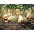 thumbnail image 3 of 250 *  Seeds ECLIPSE ONION White Sweet Allium Cepa Vegetable Seeds, 3 of 9