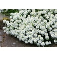 thumbnail image 5 of 2000 TALL MIX CANDYTUFT Iberis Umbellata Mixed Colors Ground Cover Flower Seeds, 5 of 10