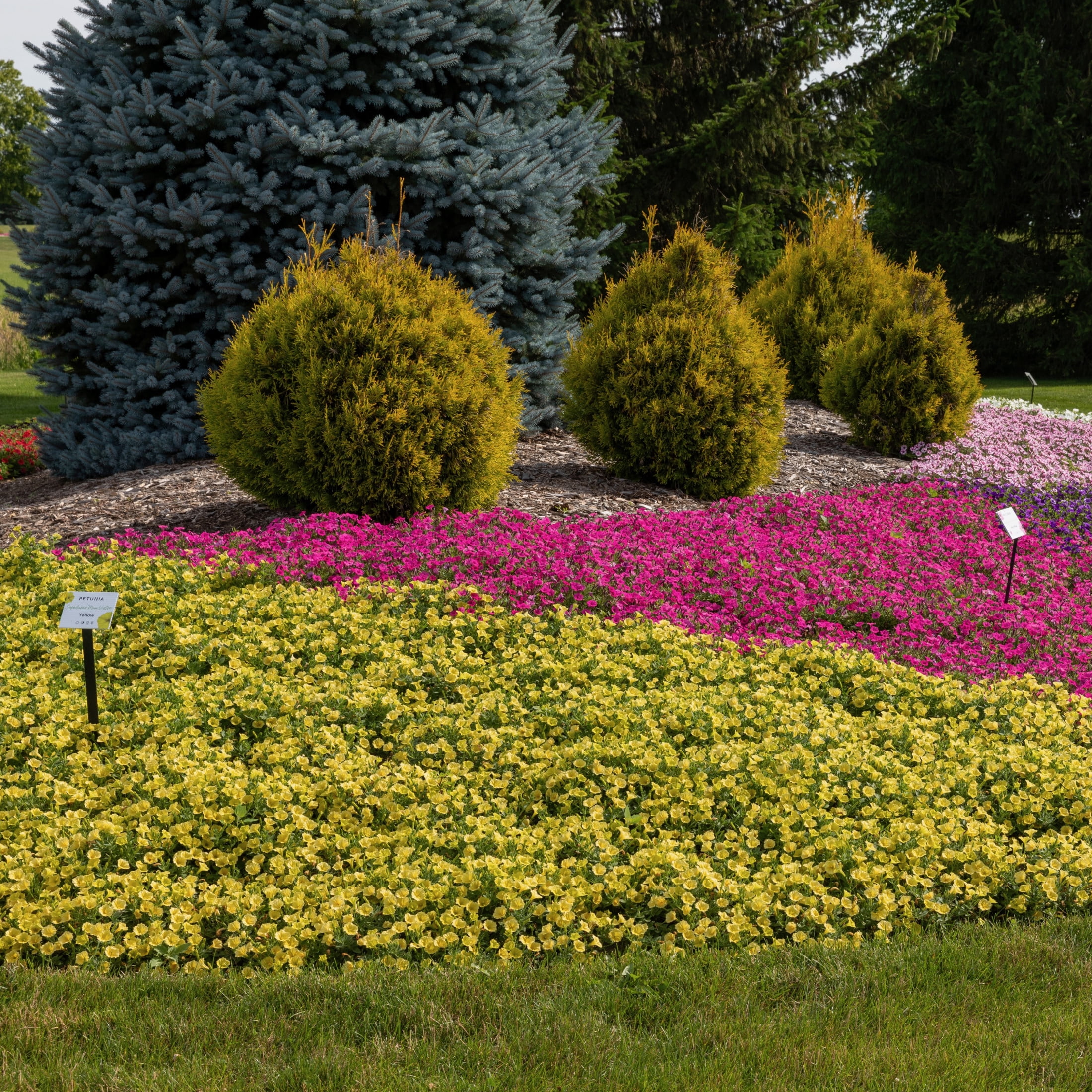Proven Winners 4" Supertunia Mini Vista Yellow Petunia Live Plant in 4.25" Pot (4 Count)