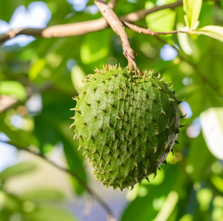 Soursop Tree Live for Planting, Guanabana Plant for Garden 8 to 12 Inch Tall, Ship No Pot