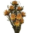 thumbnail image 2 of Vickerman 8-20" Aspen Gold Plumosum, Female, 8 flower heads per bundle, Preserved, 2 of 5