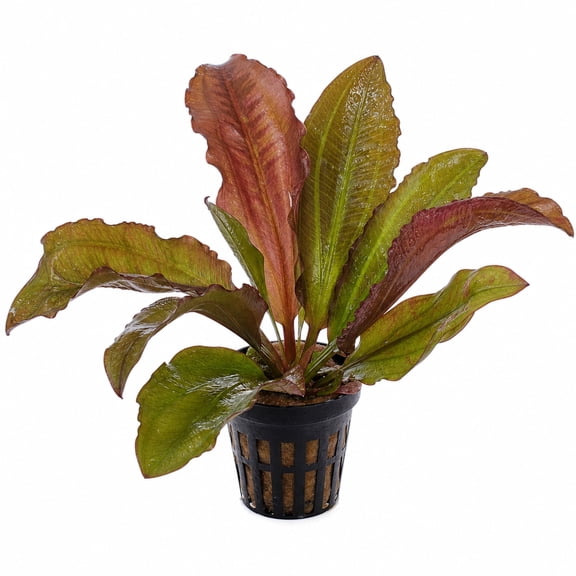 Red Rose Sword Echinodorus Live Aquarium Plant 2 Inch Pot - Canton Aquatics