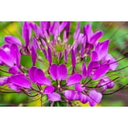 200 VIOLET QUEEN CLEOME (Spider Flower) Cleome Hassleriana Cleome Spinosa Flower Seeds