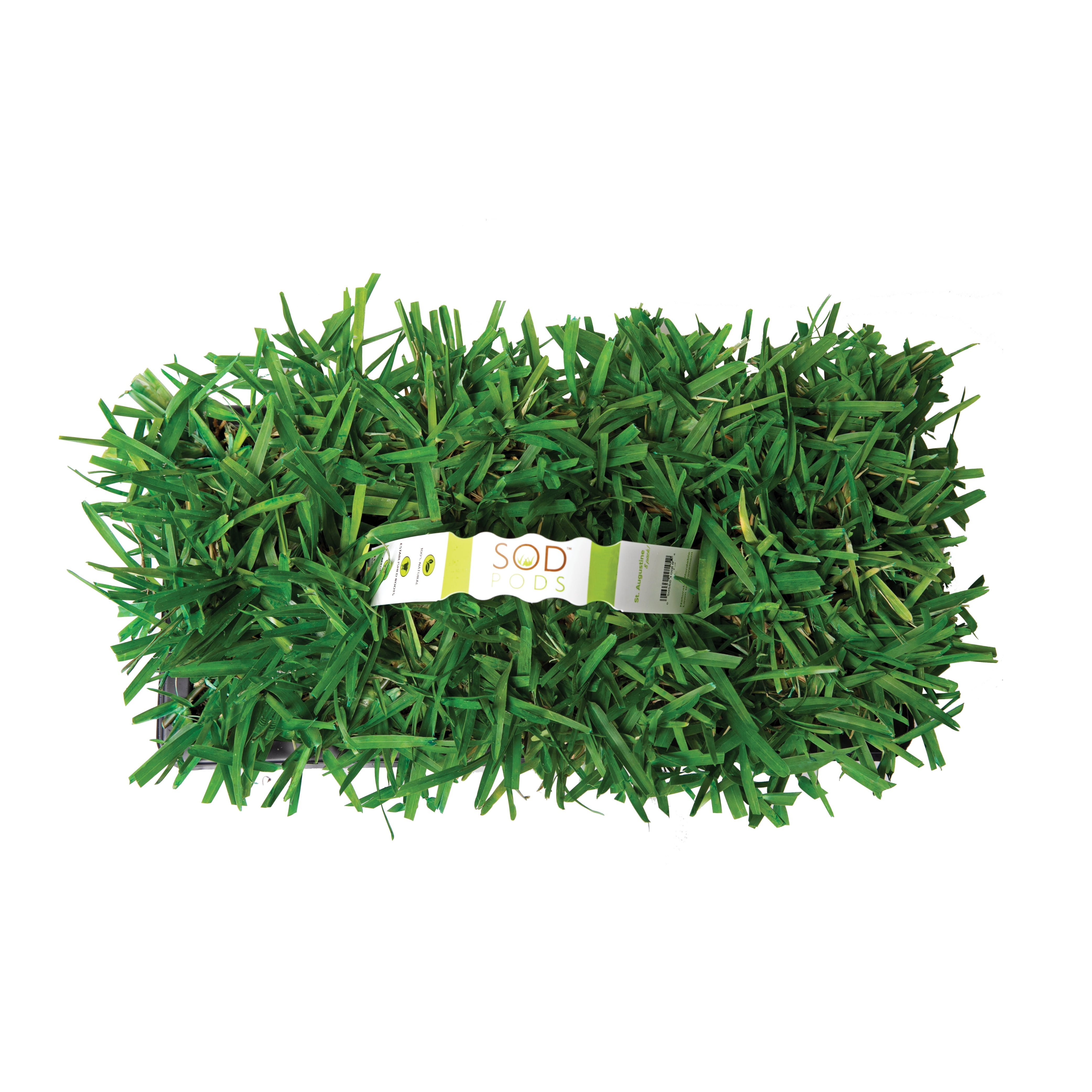 SodPods St Augustine Floratam Grass Plugs (16 Count) Natural, Affordable Lawn Improvement
