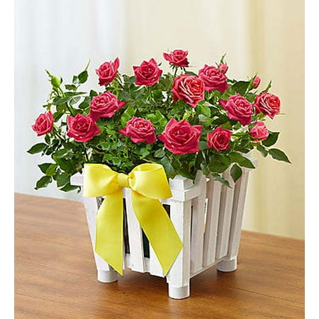 1 800 Flowers - 1-800-Flowers: Fresh Flowers - Charming Rose Garden Small