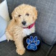 thumbnail image 4 of Pawty Animals Sports Fanatics Pack, 4 of 4