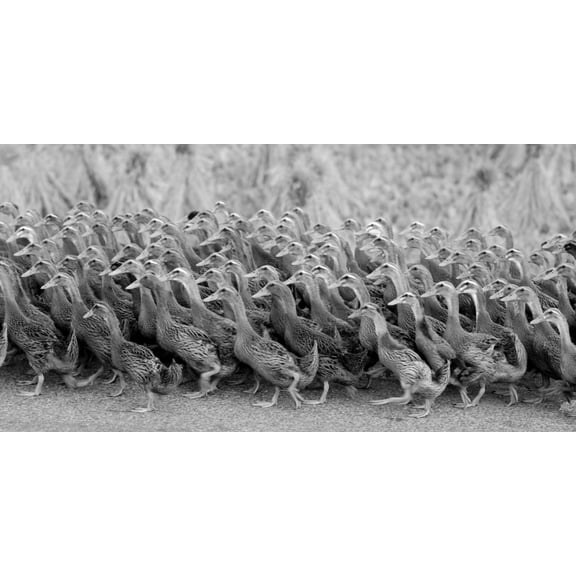 Posterazzi DPI1846680LARGE Flock of Domestic Goose Poster Print, Large - 44 x 22