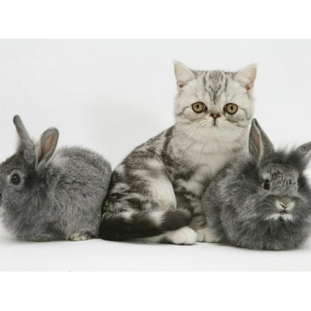 Blue Silver Exotic Shorthair Kitten With Baby Silver Lionhead