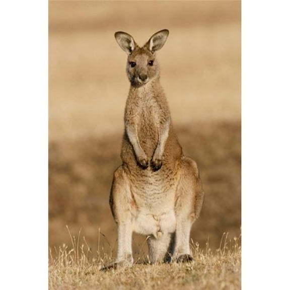 Posterazzi PDDAU01MZW0103 Eastern Grey Kangaroo Portrait Frontal Poster Print by Martin Zwick - 12 x 18 in.
