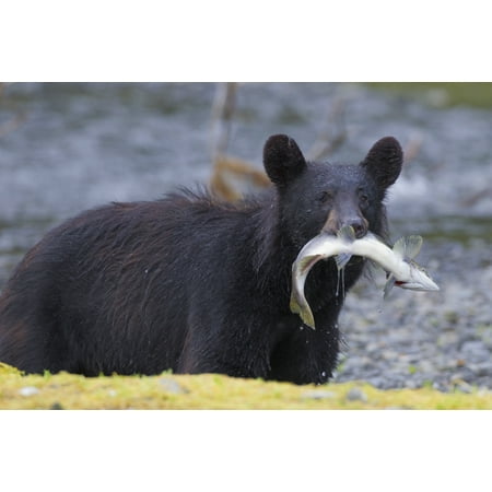 Black Bear With Pink Salmon In Its Mouth Alongside A Stream Prince William Sound Southcentral Alaska Summer