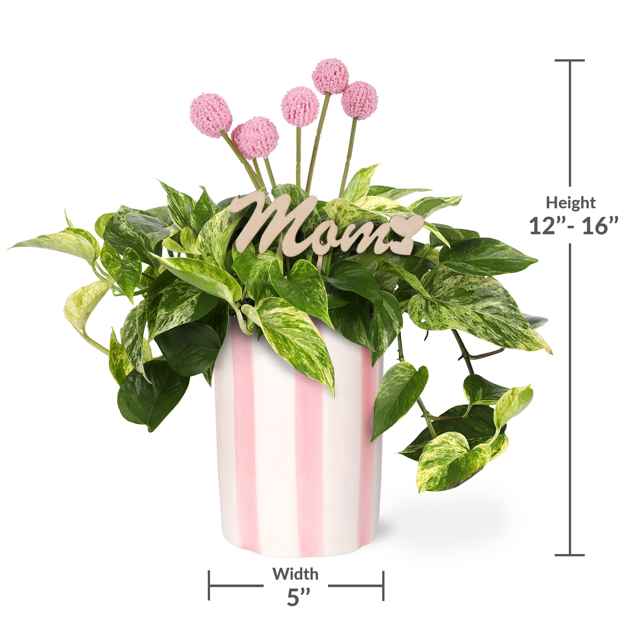Live 5in Pothos in Pink and White Striped Pot with 'Mom' Pick - Perfect Gift