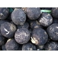 thumbnail image 3 of 300 BLACK SPANISH ROUND Hot Spicy European Raphanus Sativus Root Vegetable Seeds, 3 of 4