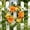 Orange, variant on HOARBOEG White Artificial Dahlia Wreath 20 Inch Faux Floral Door Wreath Spring Summer Front Door Decor UV Resistant Fake Flower Hanging Ring for Home Wall