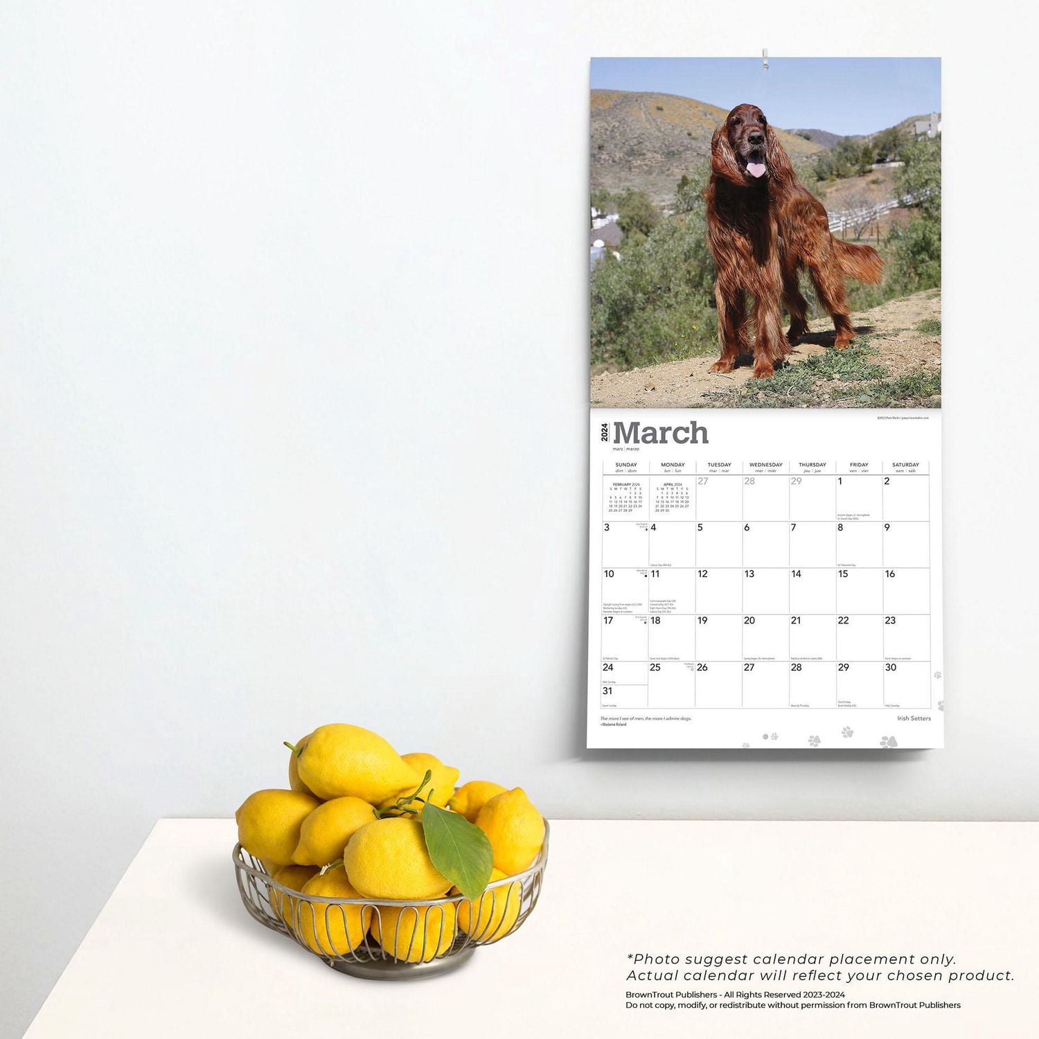 BrownTrout Irish Setters 2024 12x24 Inch Square Wall Calendar, 9781975467920