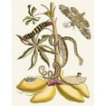 thumbnail image 2 of Maria Sibylla Merian 20x24 Gold Ornate Framed and Double Matted Museum Art Print Titled - Cassava (1705), 2 of 4