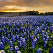 Outsidepride Texas Bluebonnet Wildflowers Seed - 1 LB