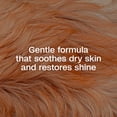 thumbnail image 3 of ADAMS Plus with Botanicals Flea & Tick Shampoo for Dogs & Puppies, Flea Shampoo to Treat Flea Infestations, Soothes Dry Skin & Conditions Coat, Kills Adult Fleas, Flea Eggs, Ticks and Lice, 12 fl oz, 3 of 10